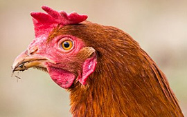 Image for Avian influenza in backyard poultry