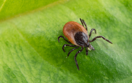 Image for Ticks and tick-borne diseases